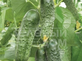 Семена огурцов Каролина F1 / Karolina F1,45 дней купить оптом и в розницу в Украине по выгодной цене