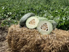 Семена дыни Ареналес F1 / Arenales F1,90-95 дней купить оптом и в розницу в Украине по выгодной цене