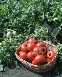 Семена томатов Полбиг F1 / Polbig F1,62-65 дней купить оптом и в розницу в Украине по выгодной цене