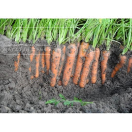Насіння моркви Карібу F1 / Caribu F1,110-115 днів купити оптом і в роздріб в Україні за вигідною ціною