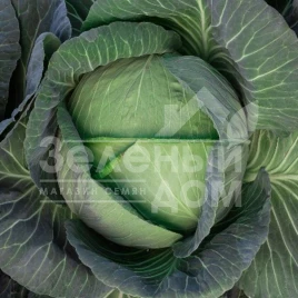Семена капусты белокочанной Кейко (INX 524) F1 / Keyko (INX 524) F1,80-85 дней купить оптом и в розницу в Украине по выгодной цене