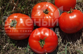 Насіння томатів Ред Булл F1 / Red Bull F1 купити оптом і в роздріб в Україні за вигідною ціною