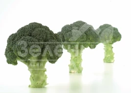 Семена капусты брокколи Нексос F1 / Naxos F1,75-80 дней купить оптом и в розницу в Украине по выгодной цене