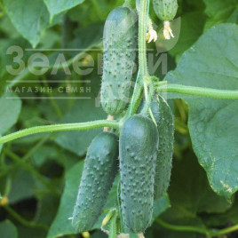 Насіння огірків Маша F1 / Masha F1,40-45 днів купити оптом і в роздріб в Україні за вигідною ціною