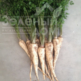 Насіння петрушки Атіка / Atika купити оптом і в роздріб в Україні за вигідною ціною