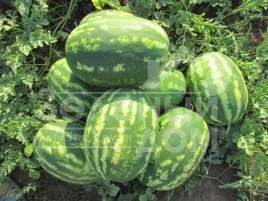 Семена арбуза ЛС 1665 F1 / LS 1665 F1,58-60 дней купить оптом и в розницу в Украине по выгодной цене