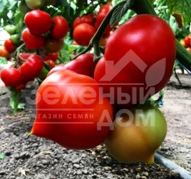 Семена томатов Вигго F1 / Viggo F1,105-115 дней купить оптом и в розницу в Украине по выгодной цене