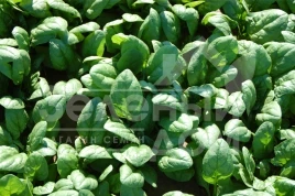 Семена шпината Акадия F1 / Acadia F1 купить оптом и в розницу в Украине по выгодной цене