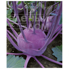 Насіння капусти кольрабі Віола / Viola ,50-60 днів купити оптом і в роздріб в Україні за вигідною ціною