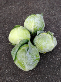 Насіння капусти білокачанної Бігестор F1 / Bigestore F1, 115-120 днів купити оптом і в роздріб в Україні за вигідною ціною