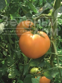 Семена томатов Руслан / Ruslan, 105-110 дней купить оптом и в розницу в Украине по выгодной цене