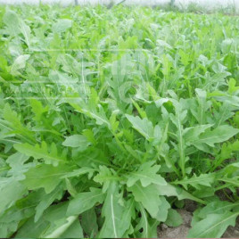 Насіння руколи Пруденція F1 / Prudenzia F1 купити оптом і в роздріб в Україні за вигідною ціною