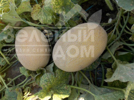 Насіння дині Дакаро F1 / Dakaro F1,50-55 днів купити оптом і в роздріб в Україні за вигідною ціною