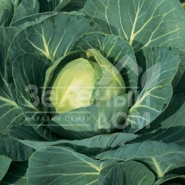 Семена капусты белокочанной Глория Стар F1 / Gloria Star F1,75-80 дней купить оптом и в розницу в Украине по выгодной цене
