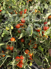 Томат Крейзі Чері F1 / Kreyzi Cheri F1 купити оптом і в роздріб в Україні за вигідною ціною