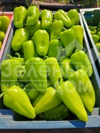 Семена сладкого перца Пироуэт F1 / Pirouet F1  купить оптом и в розницу в Украине по выгодной цене