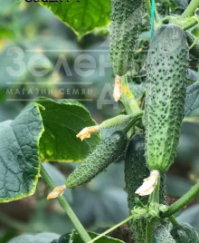 Насіння огірків Страж(314) F1 / Strazh(314) F1,32-35 днів купити оптом і в роздріб в Україні за вигідною ціною