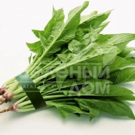 Семена шпината Кинг / King купить оптом и в розницу в Украине по выгодной цене