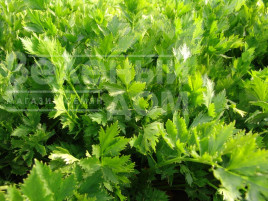 Насіння селери Ємна / Emna,30-40 днів купити оптом і в роздріб в Україні за вигідною ціною