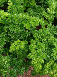 Насіння петрушки Орфео / Orfeo купити оптом і в роздріб в Україні за вигідною ціною