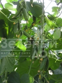 Семена огурцов Компонист F1 / Componist F1,50 дней купить оптом и в розницу в Украине по выгодной цене