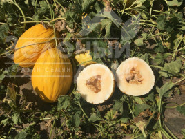 Насіння дині Амбаріно F1 / Ambarino F1, 70-75 днів купити оптом і в роздріб в Україні за вигідною ціною