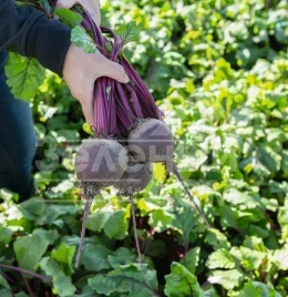 Семена свеклы Бохан F1 / Bohan F1,117 дней купить оптом и в розницу в Украине по выгодной цене