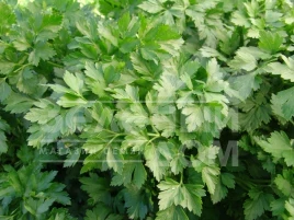 Семена петрушки Фест / Fest купить оптом и в розницу в Украине по выгодной цене
