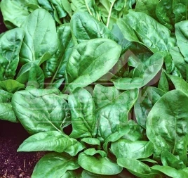 Семена шпината Матадор / Matador купить оптом и в розницу в Украине по выгодной цене