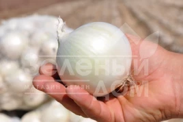 Лук репчатый Азила (1001) F1 / Azila (1001) F1,110 дней купить оптом и в розницу в Украине по выгодной цене