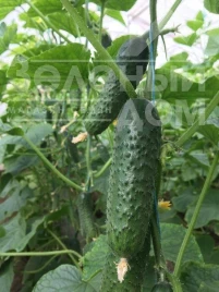 Семена огурцов Георг F1 / Georg F1 купить оптом и в розницу в Украине по выгодной цене