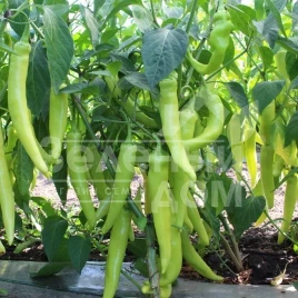 Семена горького перца КС 65 F1 / KS 65 F1,65-70 дней купить оптом и в розницу в Украине по выгодной цене