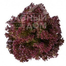 Насіння салату Сатін / Satine купити оптом і в роздріб в Україні за вигідною ціною