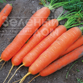 Насіння моркви Сатурно F1 / Saturno F1,50-55 днів купити оптом і в роздріб в Україні за вигідною ціною