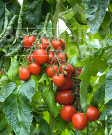 Насіння томатів Толстой F1 / Tolstoi  F1,68-75 днів купити оптом і в роздріб в Україні за вигідною ціною