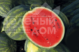 Насіння кавуна Сорренто F1 / Sorrento F1,54-57 днів купити оптом і в роздріб в Україні за вигідною ціною