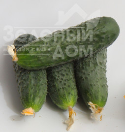 Насіння огірків Джоккер F1 / Jokker F1,40-45 днів купити оптом і в роздріб в Україні за вигідною ціною