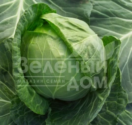 Семена капусты белокочанной Адема F1 / Adema F1,60-65 дней купить оптом и в розницу в Украине по выгодной цене