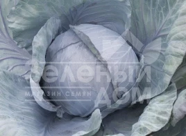 Семена капусты краснокочанной Родима F1 / Rodima F1,120-140 дней купить оптом и в розницу в Украине по выгодной цене