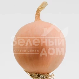 Лук репчатый Песо F1 / Peso F1,110-115 дней купить оптом и в розницу в Украине по выгодной цене