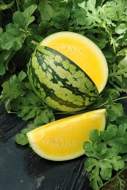 Семена арбуза Оранж Кинг F1 / Orange King F1,55-60 дней купить оптом и в розницу в Украине по выгодной цене