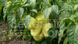 Семена сладкого перца Диамант F1 / Diamant F1,40-45 дней купить оптом и в розницу в Украине по выгодной цене