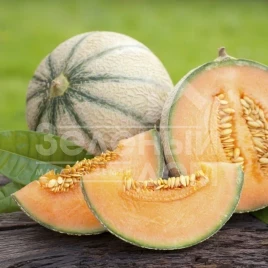 Семена дыни Портенто F1 / Portento F1 купить оптом и в розницу в Украине по выгодной цене