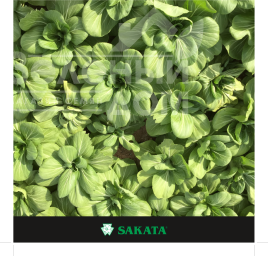 Насіння капусти Пак Чой Мей Цін Чой F1 / Mey Cin Choy F1 купити оптом і в роздріб в Україні за вигідною ціною