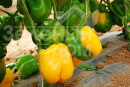 Насіння солодкого перцю Спрінгбокс F1 / Springboks F1,65-70 днів купити оптом і в роздріб в Україні за вигідною ціною
