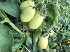 Семена томатов Мадонна (INX 1519) F1 / Madonna (INX 1519) F1,95-100 дней купить оптом и в розницу в Украине по выгодной цене