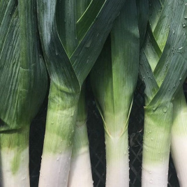 Цибуля порей Матейко F1 / Matejko F1,120 днів купити оптом і в роздріб в Україні за вигідною ціною