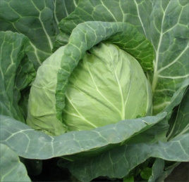Насіння капусти білокачанної Ландіні F1 / Landini F1 купити оптом і в роздріб в Україні за вигідною ціною