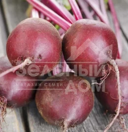 Семена свеклы Ред Сан F1 / Red Sun F1,100-105 дней купить оптом и в розницу в Украине по выгодной цене