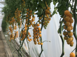 Насіння томатів Саммер Сан F1 / Summer Sun F1 купити оптом і в роздріб в Україні за вигідною ціною